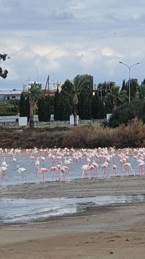 Must Stay - Sea & Salt Lake Panoramic View Apt Larnaca Bagian luar foto